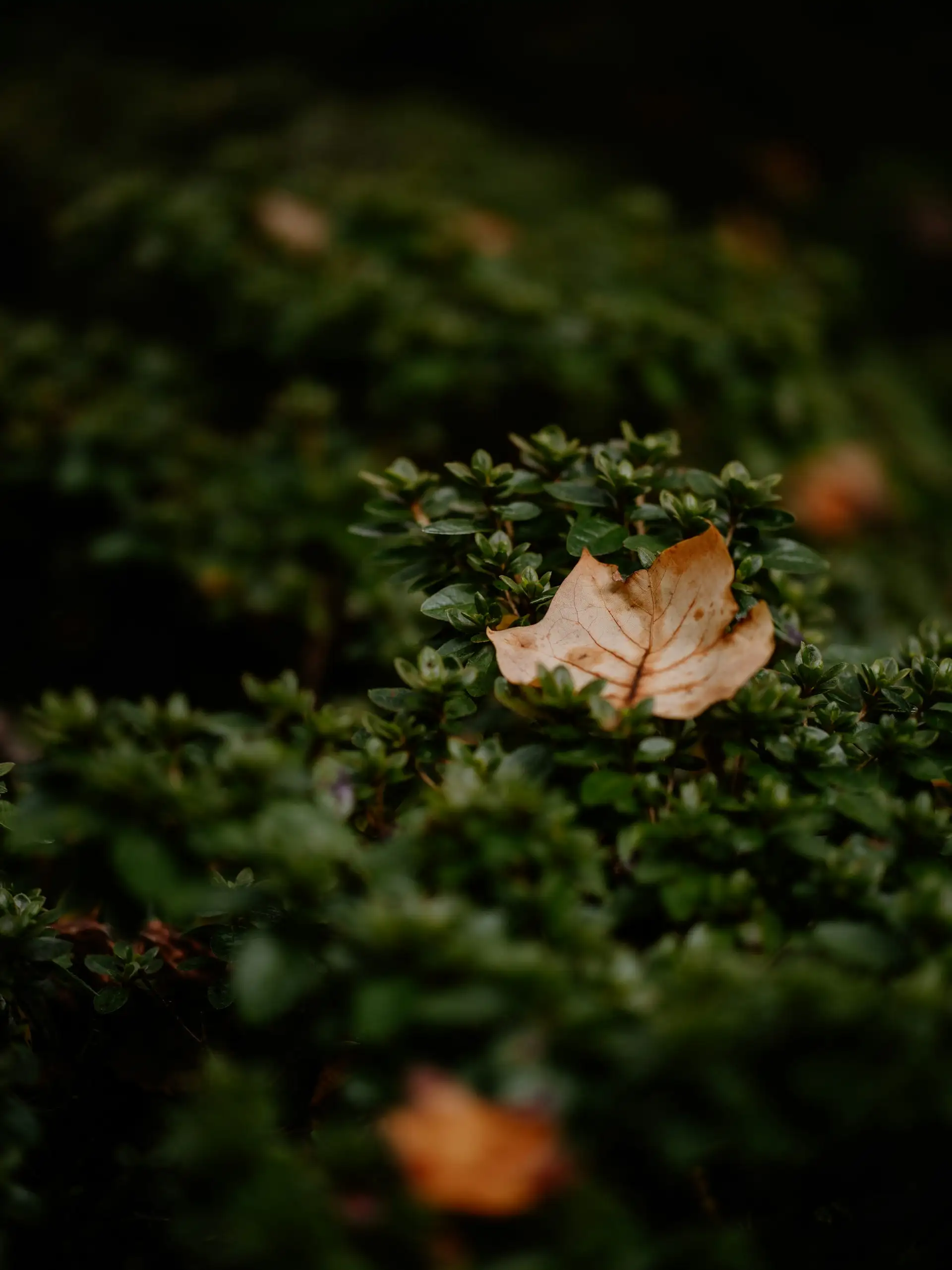 Decoding Aging to Create the Future